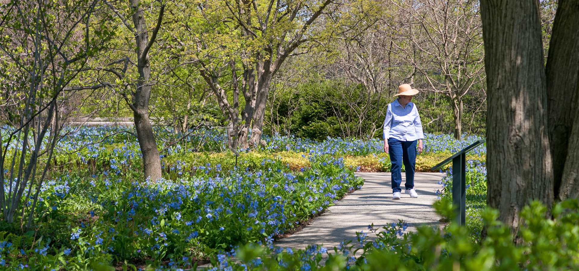 A woman in a sun hat strolls through the ground cover garden that is covered in bluebells