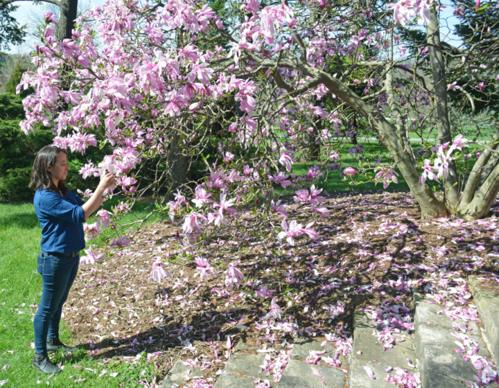 Kim Shearer admires a blooming magnolia in spring