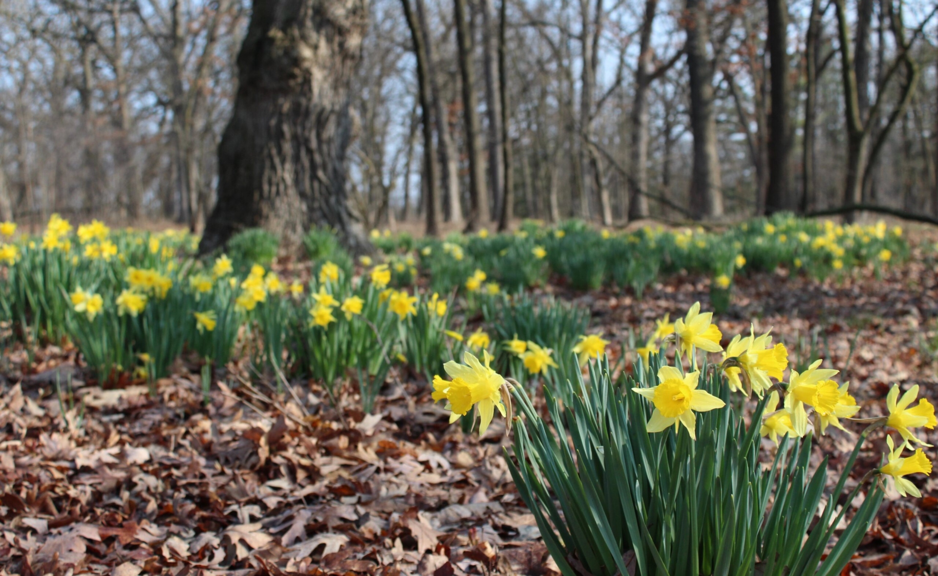 Daffodils in bloom on the Arboretum's West Side