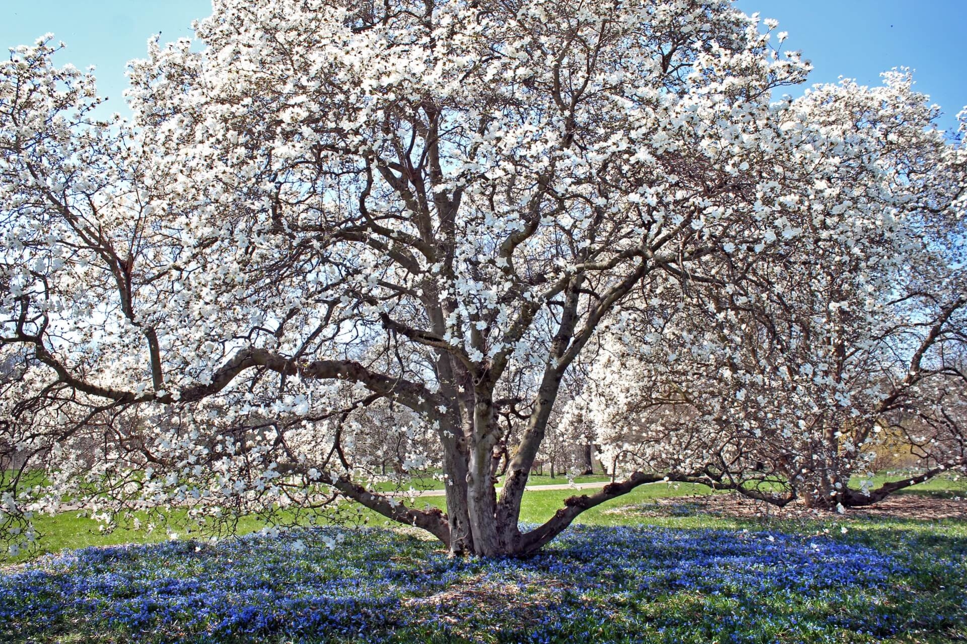 Photograph of a flowering magnolia tree with blue squill flowers below