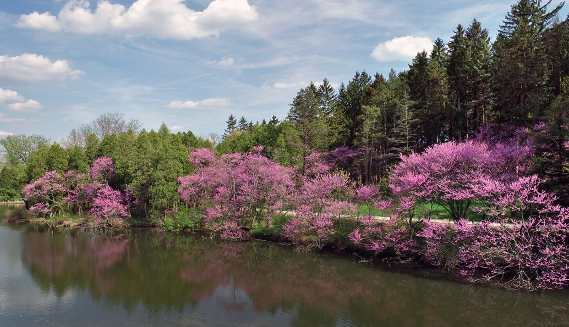 Photograph of redbud trees on the banks of Lake Marmo on the West Side of The Morton Arboretum