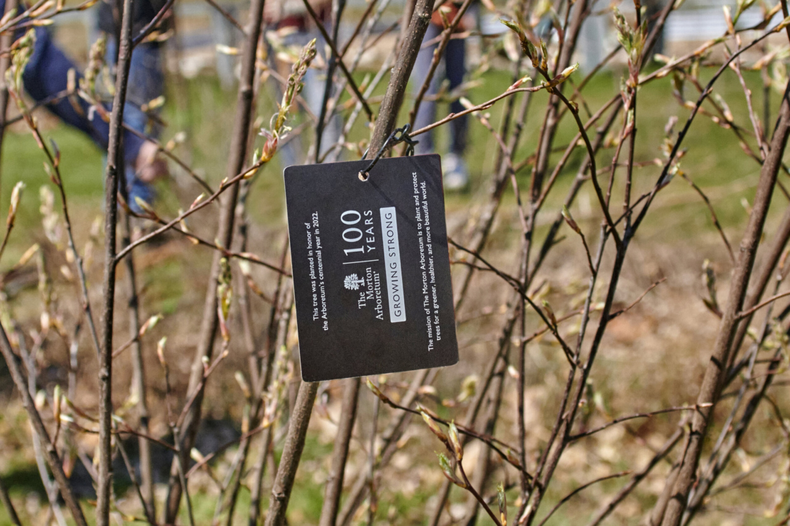 The Morton Arboretum