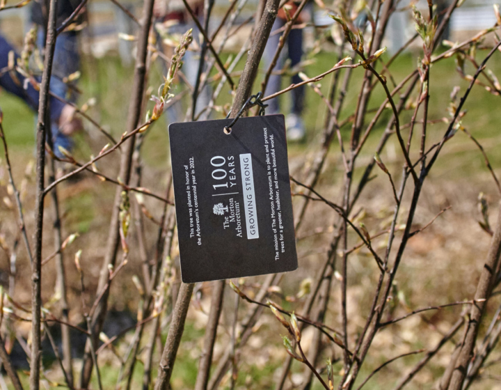 The Morton Arboretum