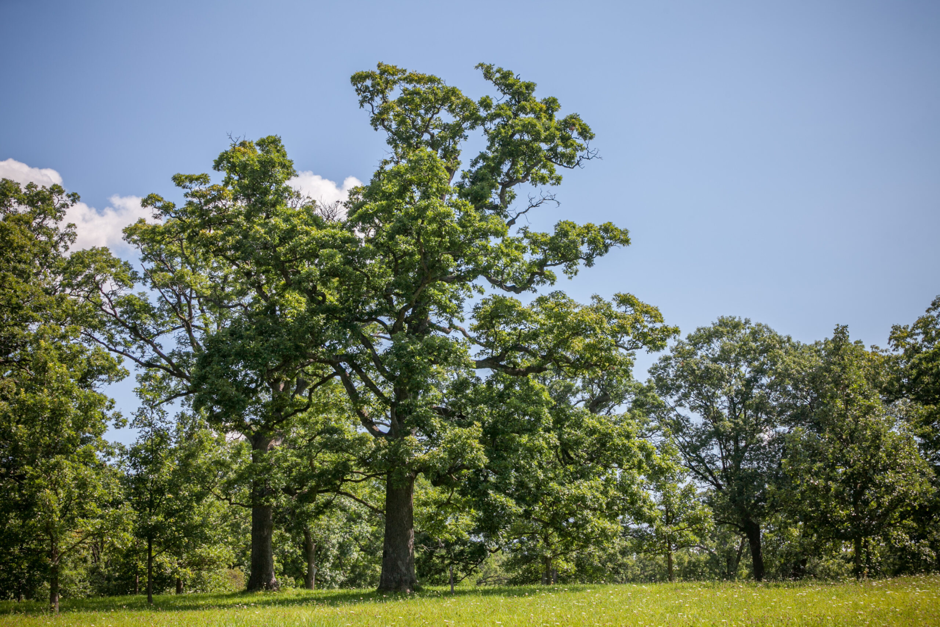 Photograph of a white oak tree suffering stress from drought
