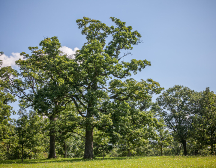 Oak trees are a keystone species, - The Morton Arboretum