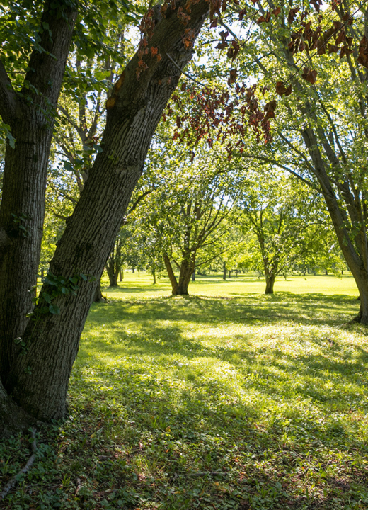 Trees in the Linden Collection in summer.