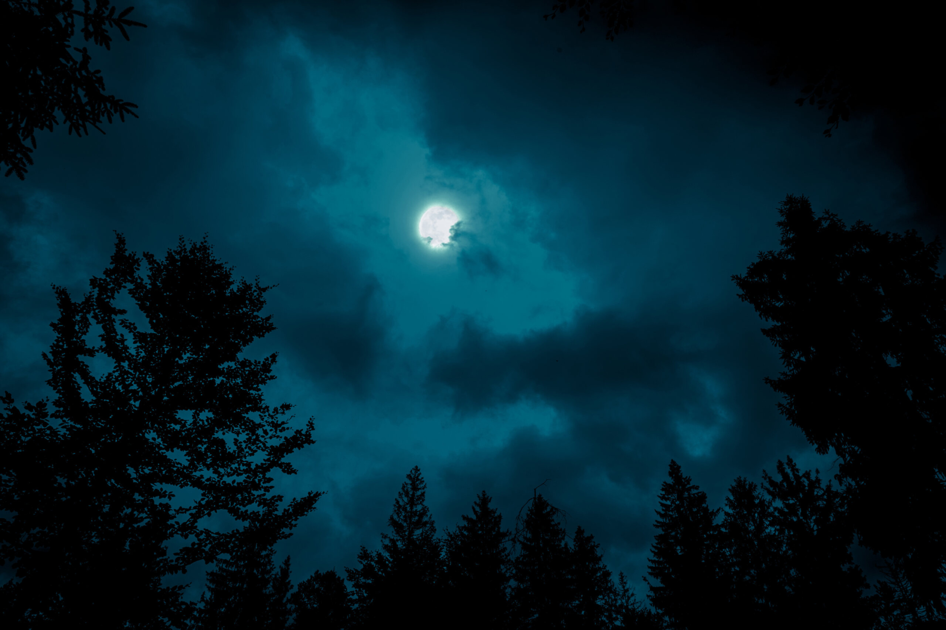 Night sky image looking up through the trees, the moon shines partially covered by clouds.