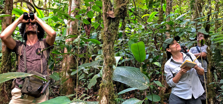 Researchers in the forest looking at trees