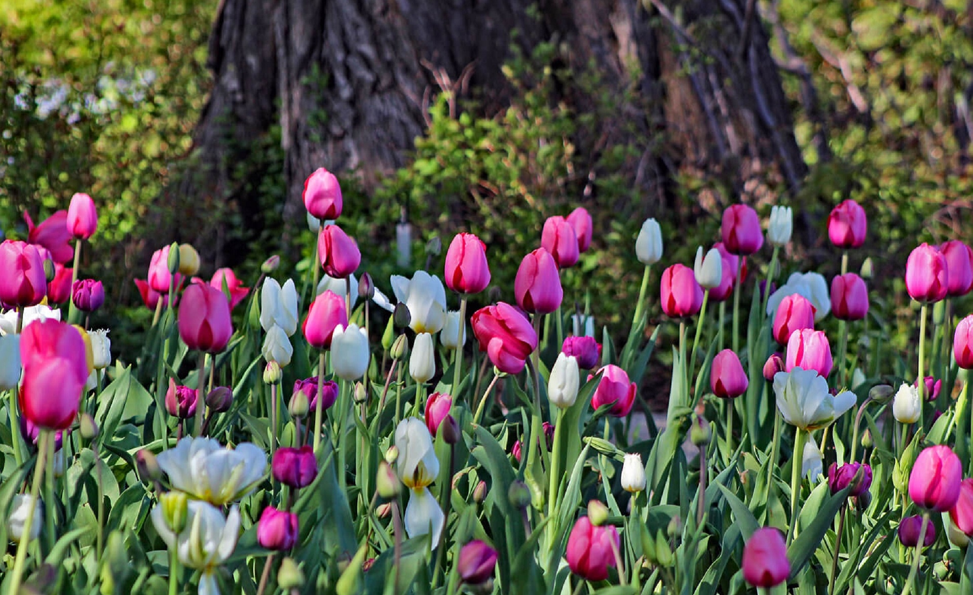 Photography of flowering tulip plants below a tree