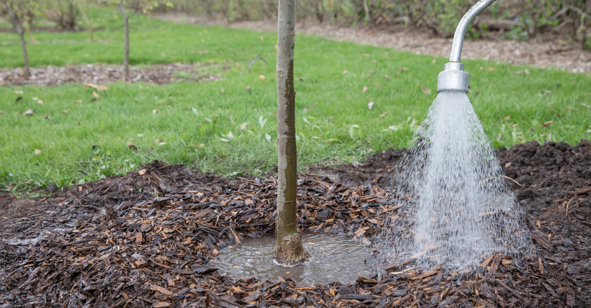 A tree gets water after being planted