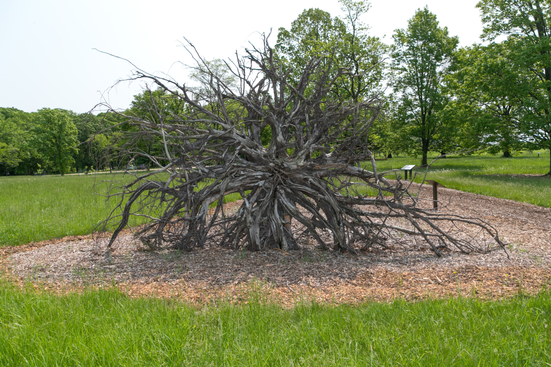 The roots of a tree on display in the Gateway to Tree Science.