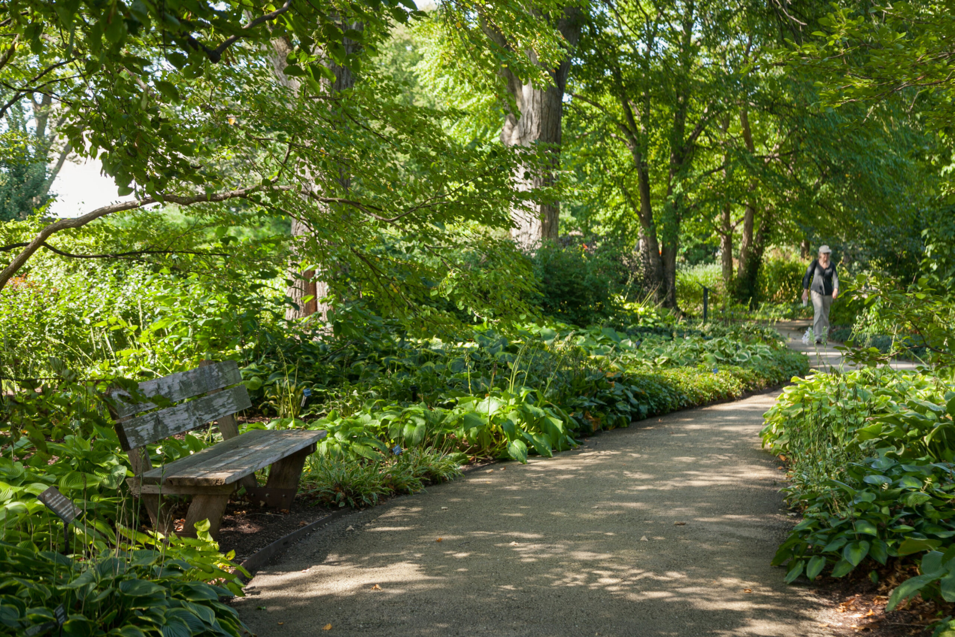 A woman walking through the Ground Cover Garden in the summer, showcasing a variety of plants growing in the shade.