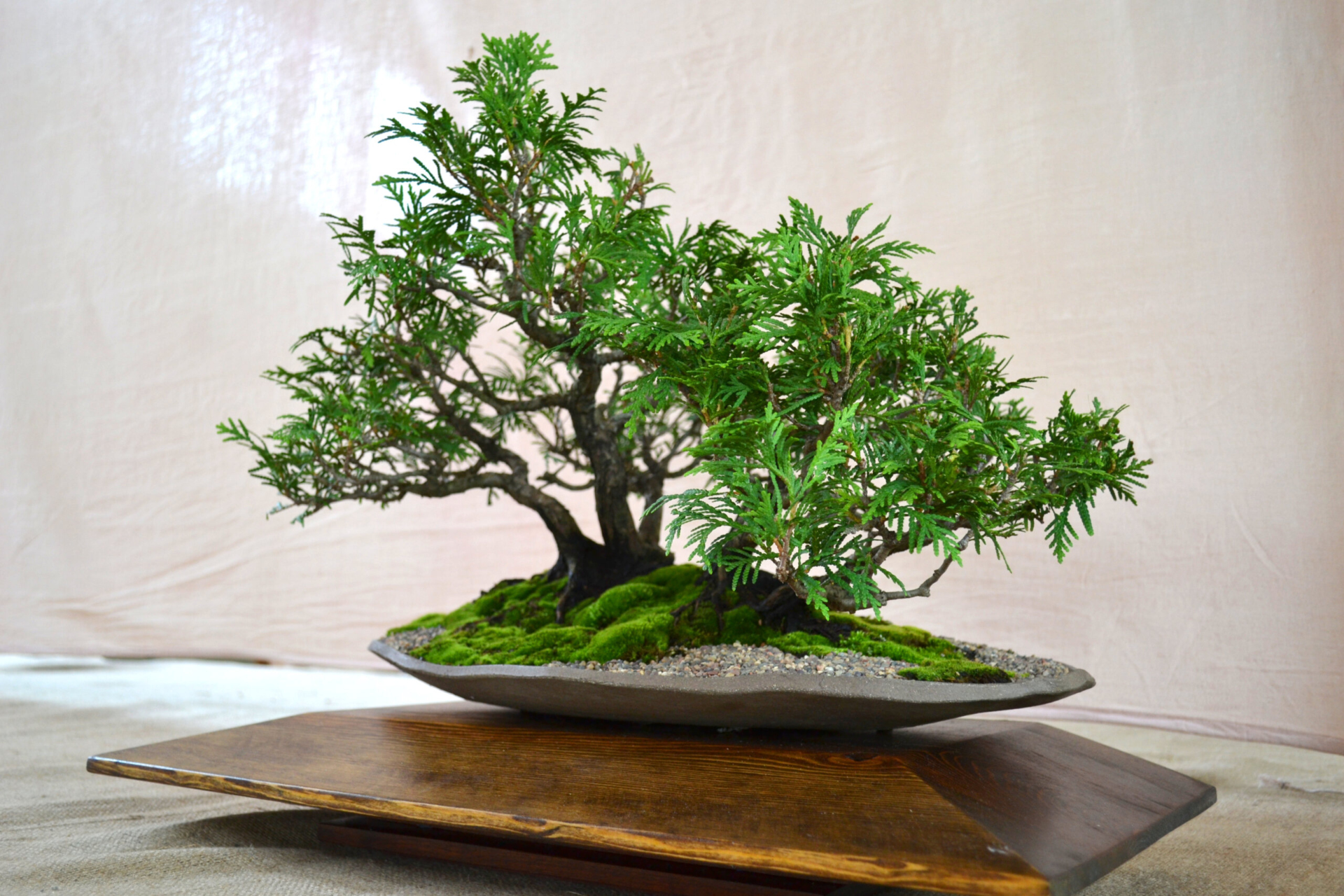 Juniper tree bonsai