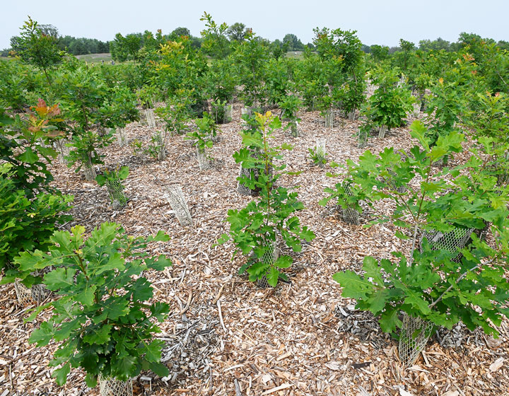 A variety of bur oaks from around the country are planted in a garden to see how they adapt to the climate of Northern Illinois
