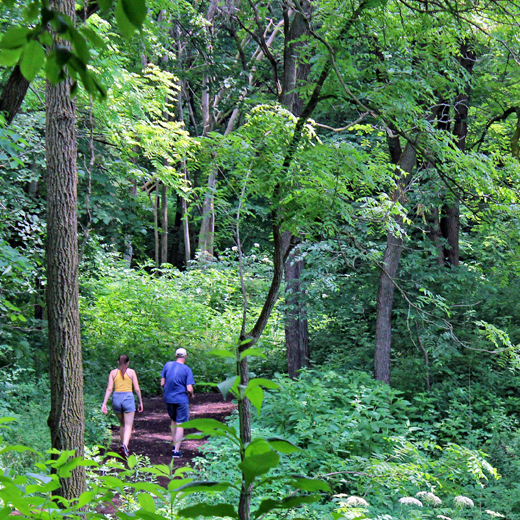 The Morton Arboretum | To Plant And Protect Trees For A Greener ...