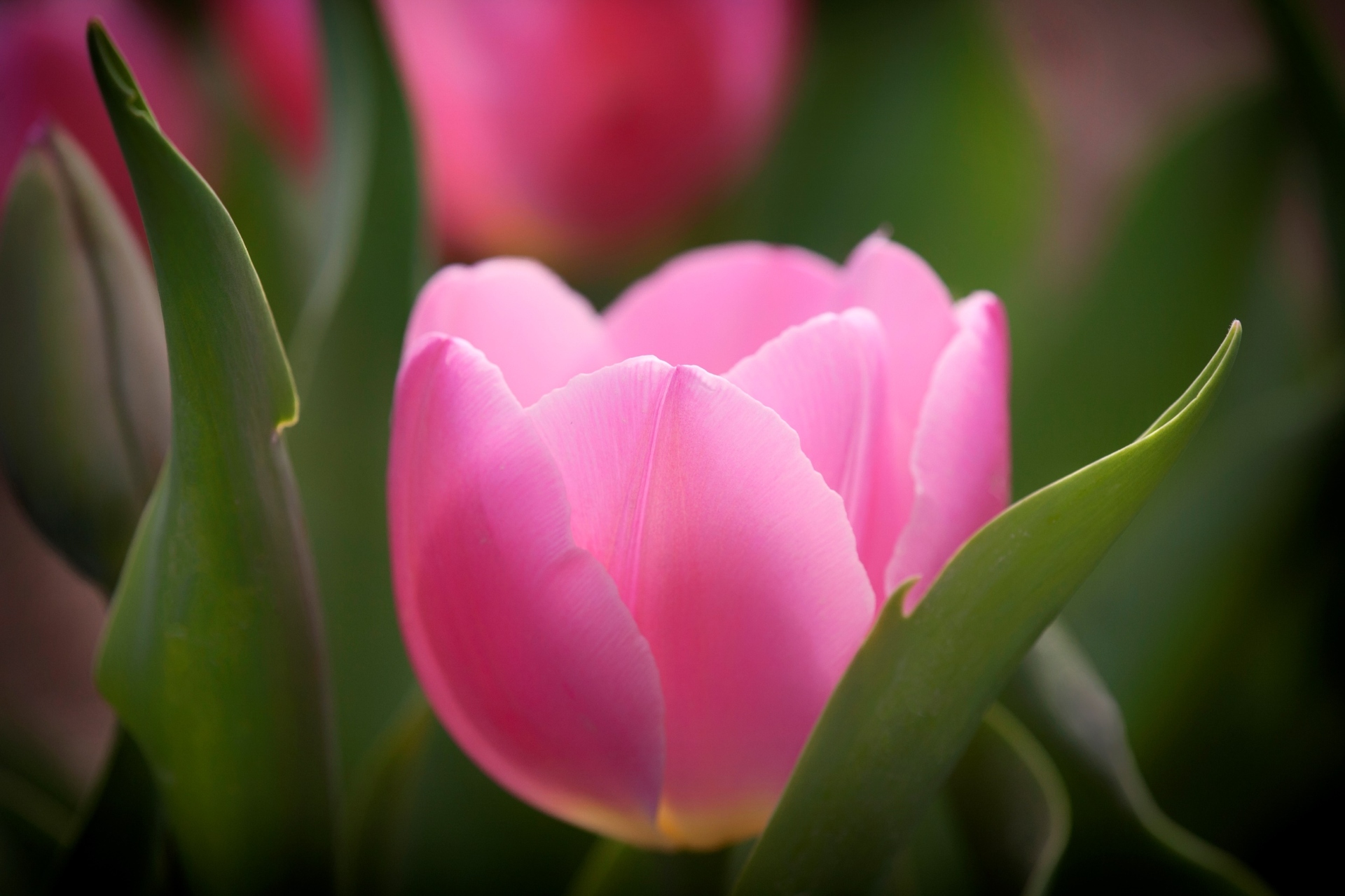 A closeup photo of a pink tulip in bloom.