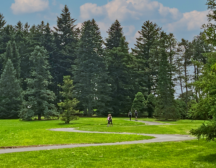 The new accessible Conifer Path in summer with guests walking on the switch backs
