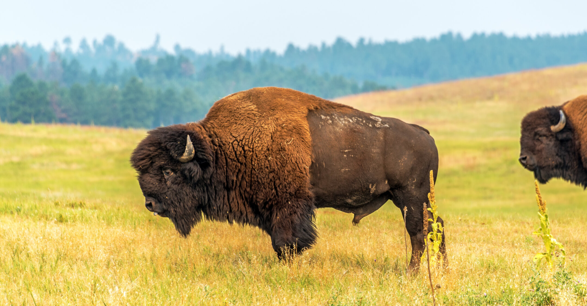 Two American Bison in the middle of an open field