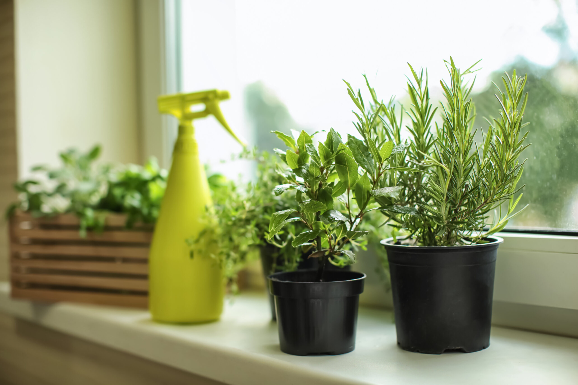 Various potted herbs sitting on a window sill with a water bottle for misting sitting behind them.