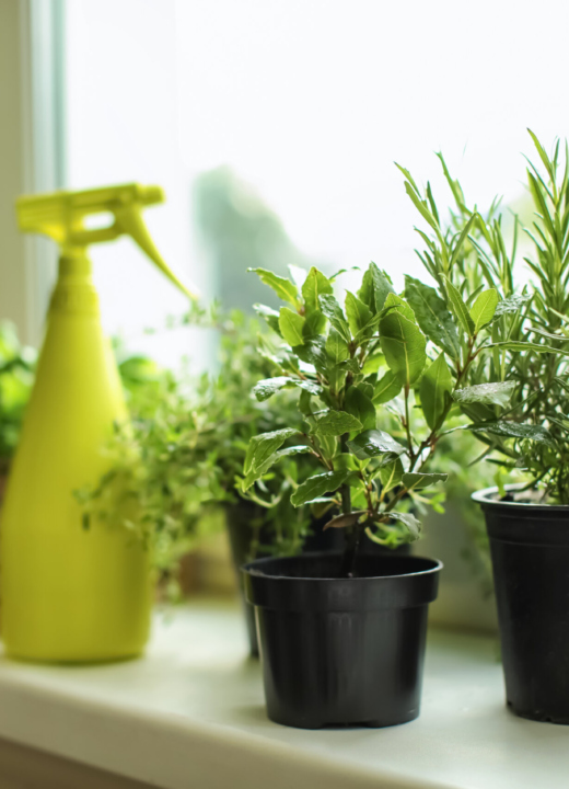 Various potted herbs sitting on a window sill with a water bottle for misting sitting behind them.