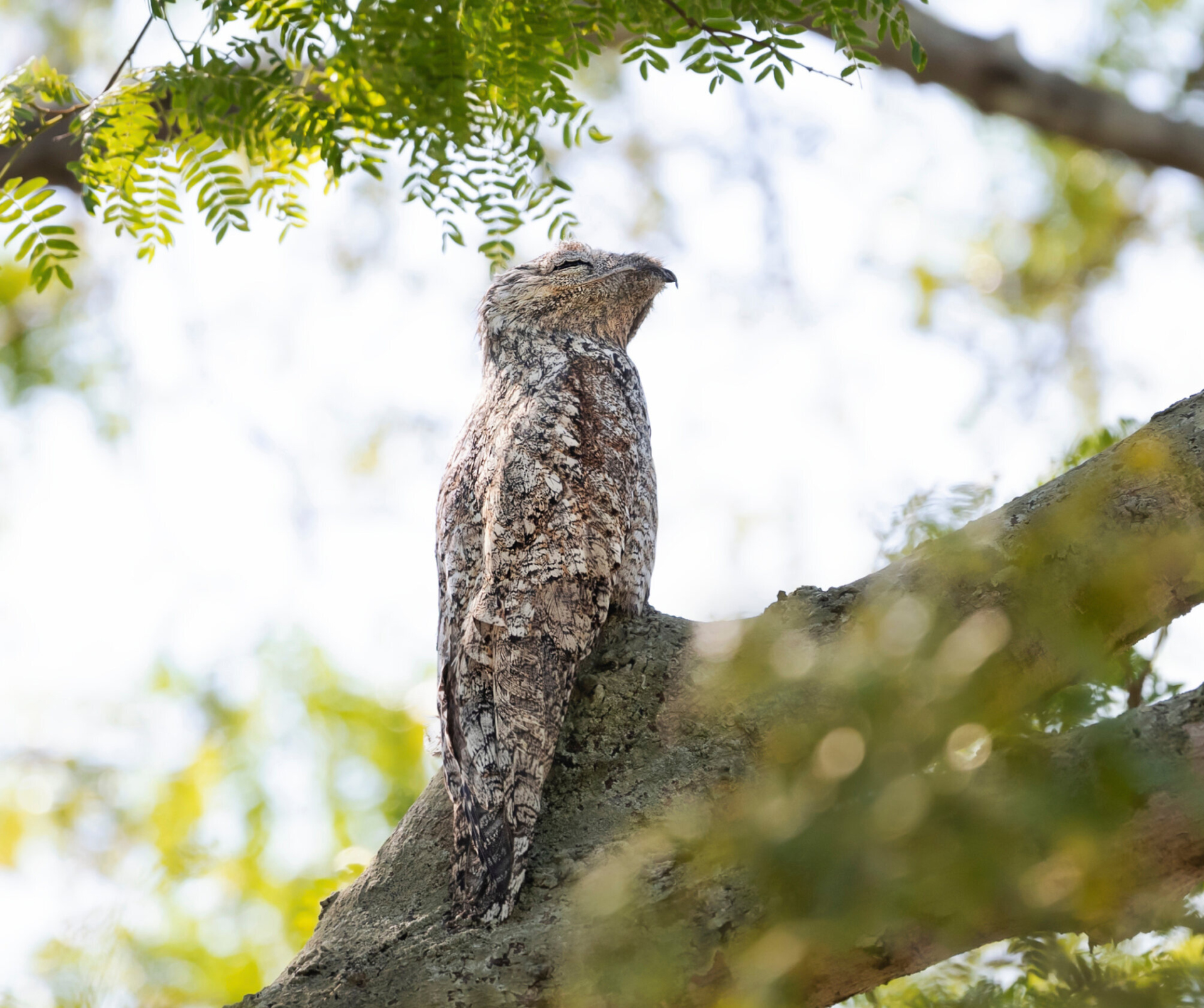 Close up of a great potoo perched in a tree in Brazil