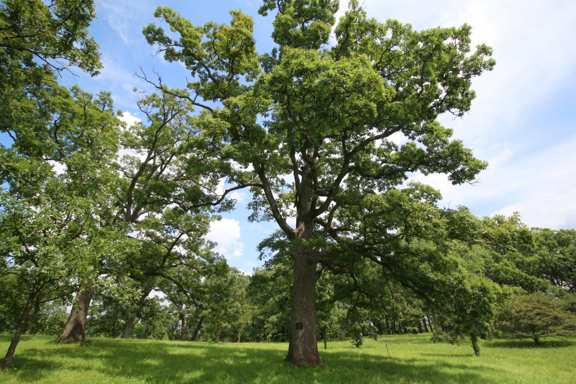 An oak tree in the summer
