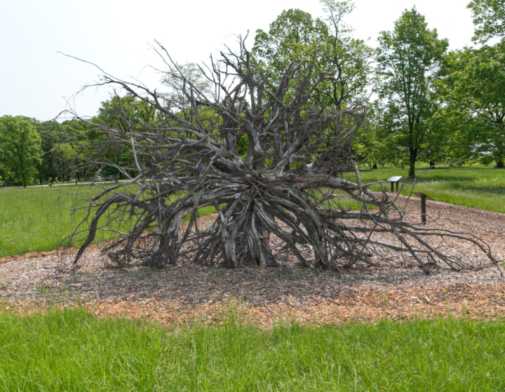 The Morton Arboretum