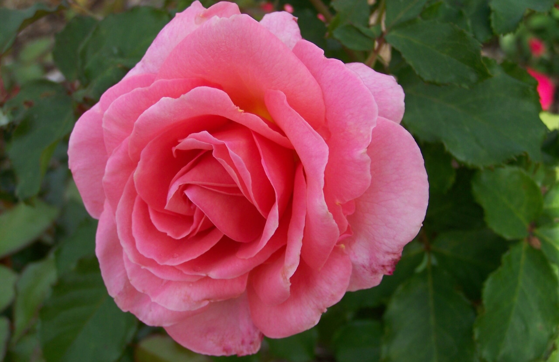 Close up photo of a pink Kiss Me Rose (Rosa 'BAIsme')