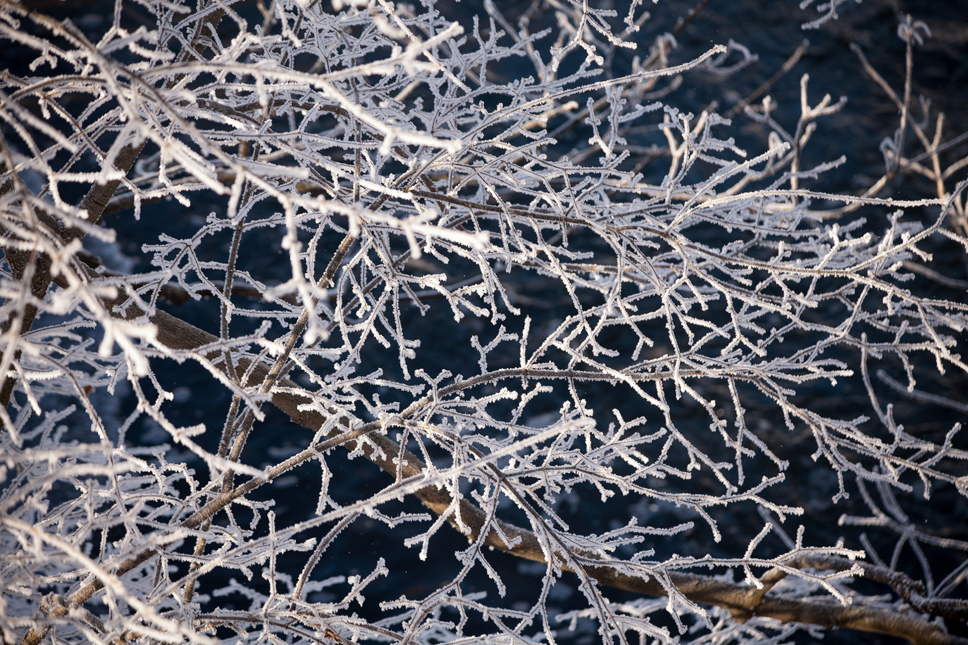 Frost covered branches in winter.