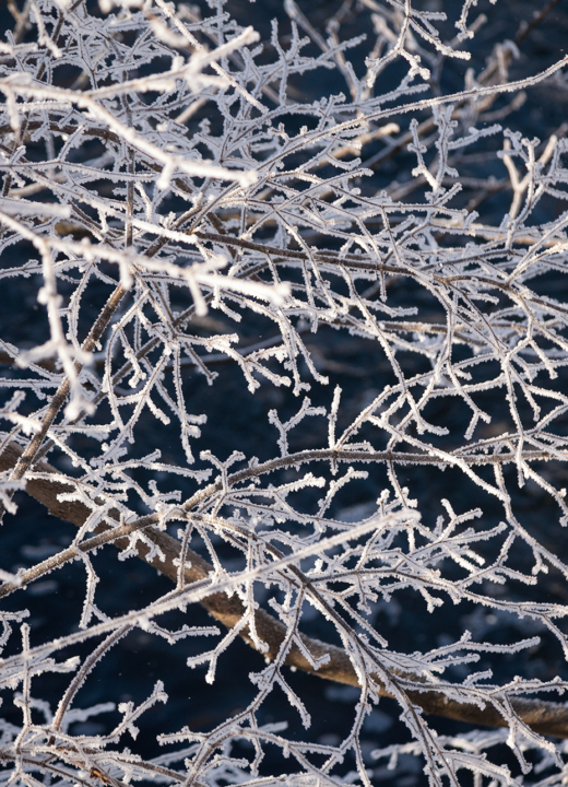 Frost covered branches in winter.