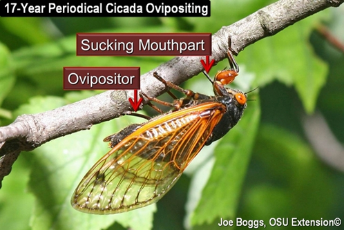 The Morton Arboretum