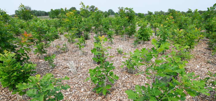Photograph of bur oak saplings planted in Bur Oak Common Garden at The Morton Arboretum
