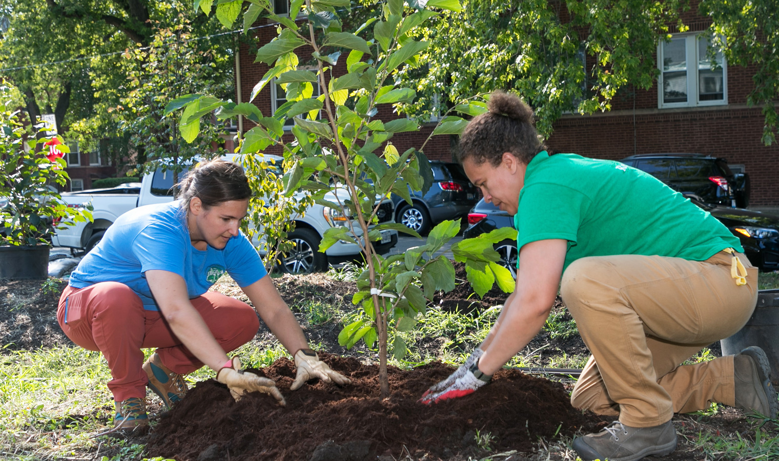 Chicago Region Trees Initiative staff plant trees in needed areas throughout Chicago