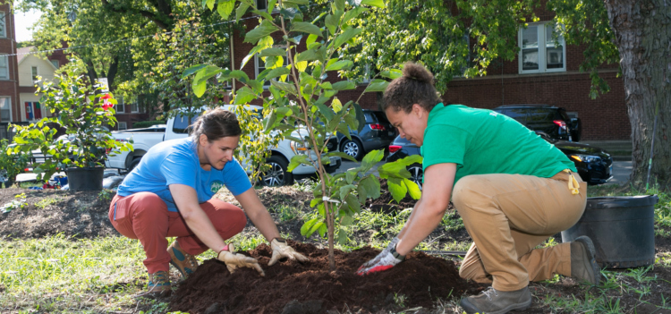 Chicago Region Trees Initiative staff plant trees in needed areas throughout Chicago
