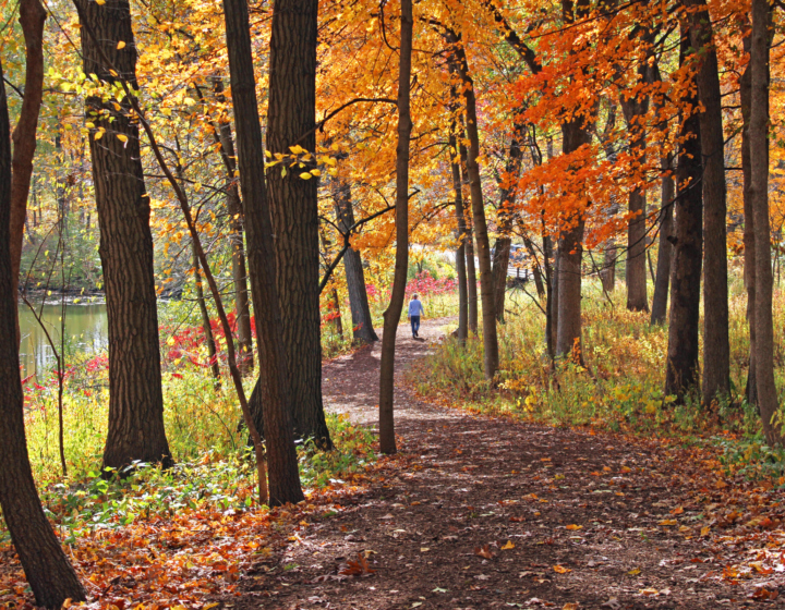 The Morton Arboretum