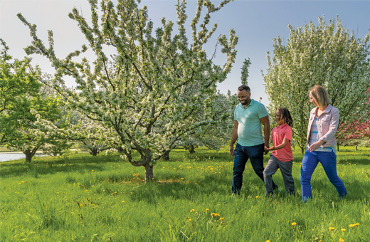 A young family hikes among the blooming crabapple trees in spring