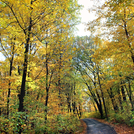 Bright yellow leaves line the canopy of the road through the east woods in fall