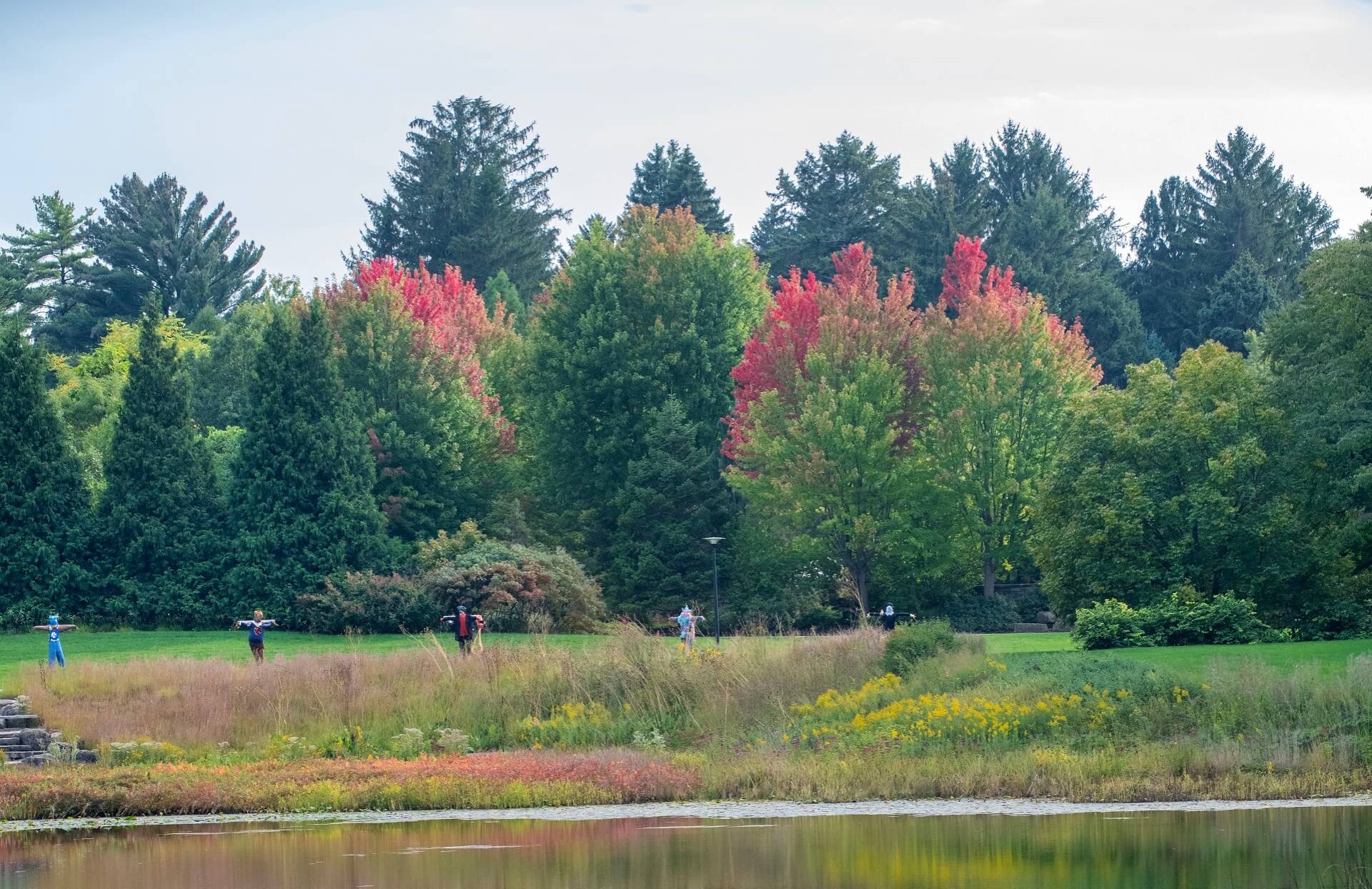 Photography of Freeman maples showing fall color changes and spruce trees near Meadow Lake