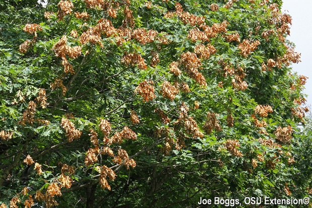 2024 Cicada Emergence Information | The Morton Arboretum