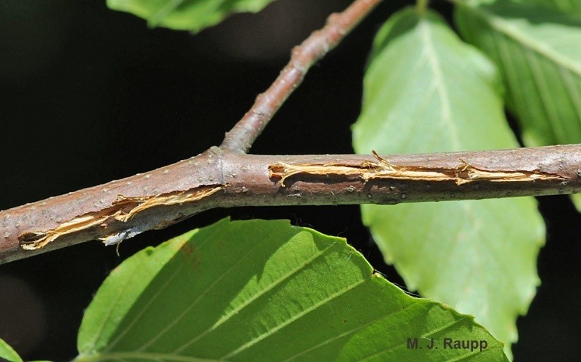 The Morton Arboretum