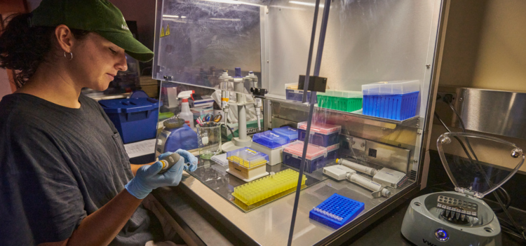 Research Education Undergraduate student Mikealy Evans works with DNA in a lab
