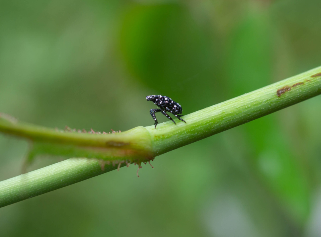 Photo of spotted lanternfly in the early nymph stage