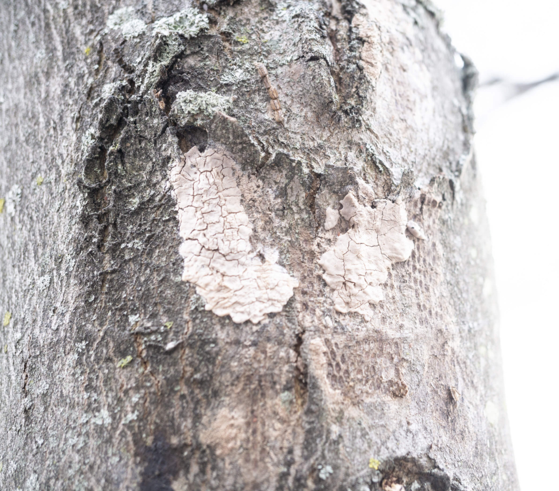 Photo of spotted lanternfly egg deposits on tree