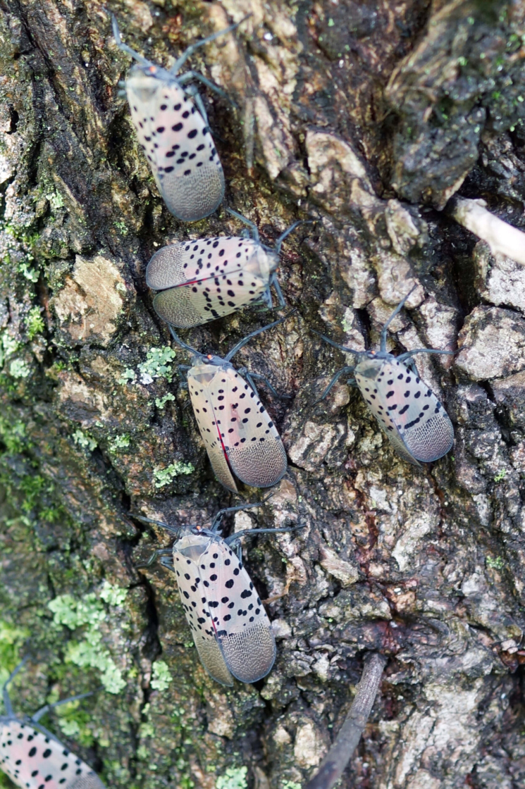 Photograph of a group of spotted lanternfly adults