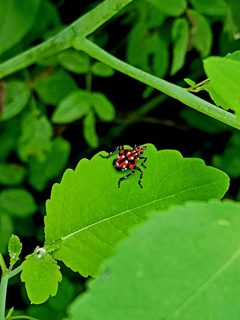 Spotted lanternfly | The Morton Arboretum