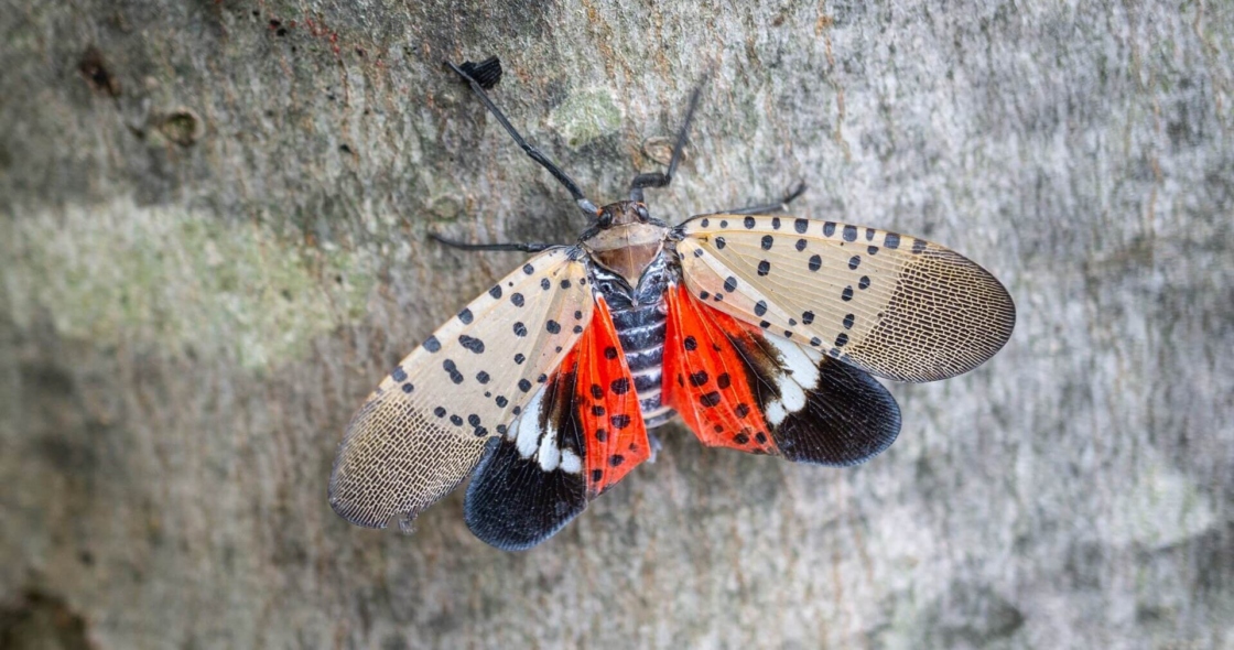 The Morton Arboretum
