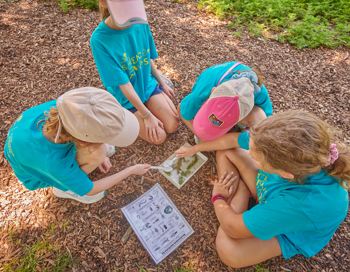 Summer science camp children looking at bugs in pond water