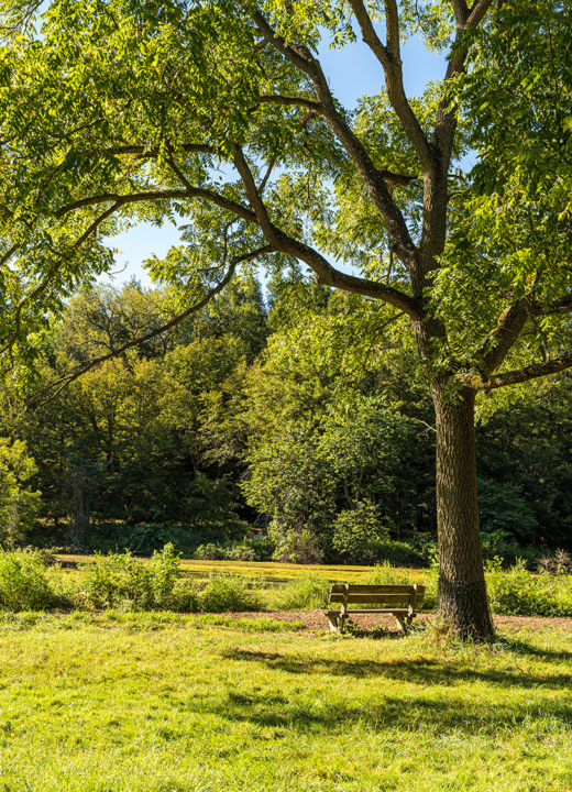 A bench sitting underneath a tree near Lake Marmo in the late afternoon sun.