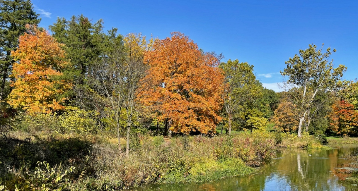 The Morton Arboretum