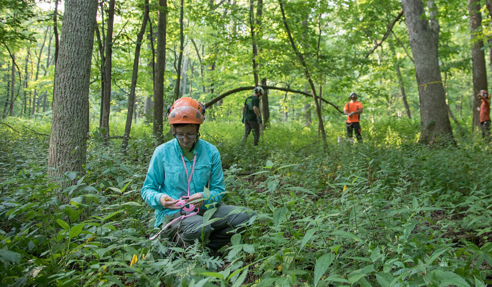 Forest ecologists working onsite in the woods at the Morton Arboretum.